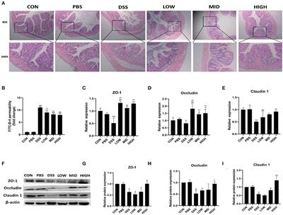 Corrigendum: Coral-derived endophytic fungal product, butyrolactone-I, alleviates LPS induced intestinal epithelial cell inflammatory response through TLR4/NF-κB and MAPK signaling pathways: An in vitro and in vivo studies